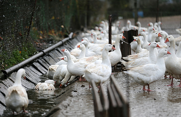 Ptačí chřipka se šíří Českem. Veterináři zakázali venkovní chov drůbeže