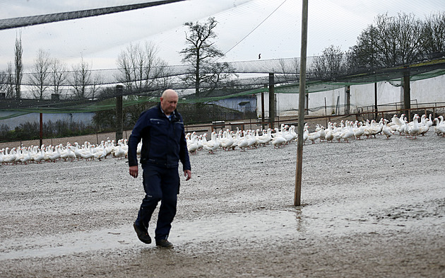 Hus je o čtvrtinu méně než loni, porce stojí i pět set. Vítězí levnější kachna