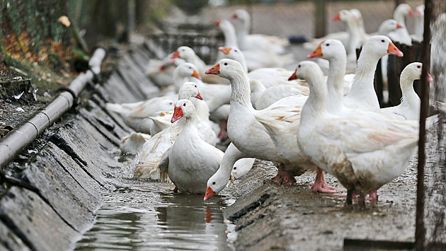 Farmáři budou moct zabít na dvoře víc kuřat, hus a králíků