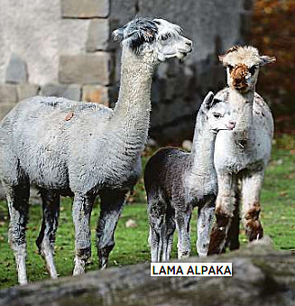 Lama Alpaka