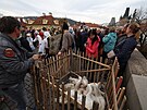 Pr�vod svat�ho Martina na Karlov� most�. (11. listopadu 2022)