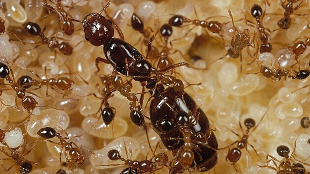 Havaj zamo�uj� takzvan� ohniv� mravenci (solenopsis geminata)