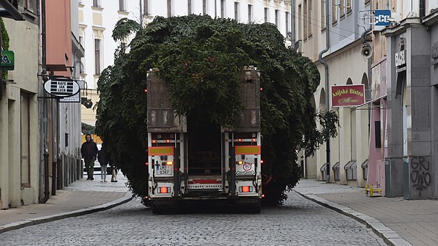 Leton vnon strom pro Olomouc darovala rodina z Hluboek u Olomouce. Specializovan firma strom pokcela a zajistila jeho pevoz na Horn nmst v Olomouci. (13. 11. 2022)