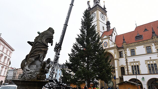 Leton vnon strom pro Olomouc darovala rodina z Hluboek u Olomouce. Specializovan firma strom pokcela a zajistila jeho pevoz na Horn nmst v Olomouci. Lid sleduj usazen stromu na vybran msto. (13. 11. 2022)