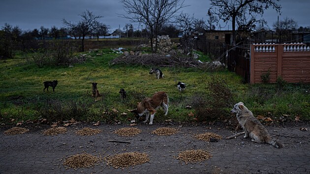 Zatoulan psi na jihu Ukrajiny ekaj u jdla, kter jim pinesli dobrovolnci. (13. listopadu 2022)