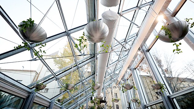 Uvnitř nově otevřeného Mendelova skleníku v Brně visí 21 květináčů, kde jsou vysazené symbolicky rostliny hrachu.