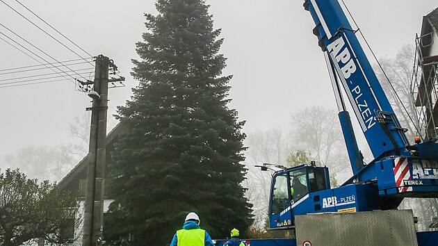 Na zahradě manželů Kolečkových v Třemošné u Plzně rostla přes třicet let jedle ojíněná. Strom se stane symbolem letošních Vánoc na plzeňském náměstí Republiky. (12. 11. 2022)
