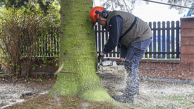 Na zahrad� man�el� Kole�kov�ch v T�emo�n� u Plzn� rostla p�es t�icet let jedle oj�n�n�. Strom se stane symbolem leto�n�ch V�noc na plze�sk�m n�m�st� Republiky. (12. 11. 2022)