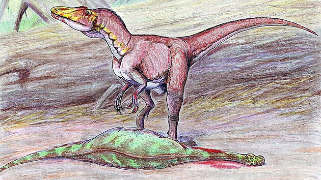 Piblin podoba dosud velmi zhadnho teropodnho dinosaura druhu Deltadromeus agilis