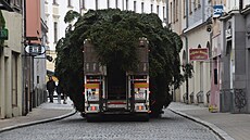 Letoní vánoní strom pro Olomouc darovala rodina z Hluboek u Olomouce....