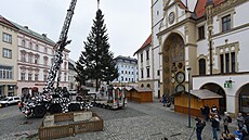 Letoní vánoní strom pro Olomouc darovala rodina z Hluboek u Olomouce....
