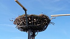 Pipravené hnízdo pro orlovce