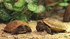 Dva mladé páry jsou k vid�ní v Krokodýlí zoo Praha v Hole�ovicích.
