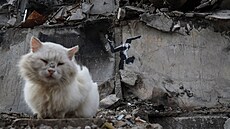 Vedle jednoho z Banksyho děl ve vsi Boroďanka zapózovala dokonce kočka.