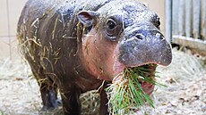 Klí�icí laborato� Greentec BHT Technology v zoo ve Dvo�e Králové vydá denn� 120...