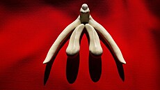 Jediný známý orgán lidského t�la, jeho� funkcí není nic jiného ne� rozko�. A...