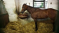 H�eb�ín v Mimo�i, kde má ustájené a p�ihlá�ené n�které ze svých závodních koní...