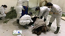 Na Tchaj-wanu zemel samec pandy velké darovaný ínou. (17. listopadu 2022)
