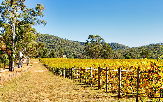 V australském King Valley se vinná odrda prosecco pstuje ji od roku 1999....