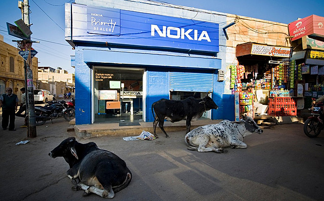 Půl roku dostal v Indii muž, který nechal krávy potulovat se po ulicích