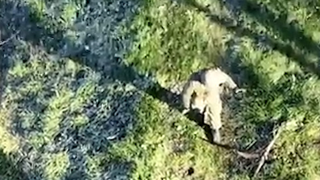 VIDEO: Ruský voják se vzdal ukrajinskému dronu, ten ho odvedl do zajetí