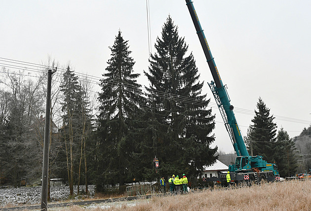 Vánoční strom pro Prahu je z Kytlice. Na Staroměstské náměstí pojede v noci