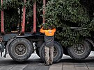 Letoní vánoní strom v Ostrav pochází od soukromého dárce. (23.11.2022)