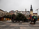 Vnon strom v Ostrav je vysok 11 metr. (23.11.2022)