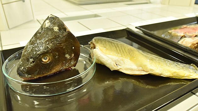 Na Fakult technologick Univerzity Tome Bati ve Zln se zabvaj vdci vyuitm zbytk vnon ryby.
