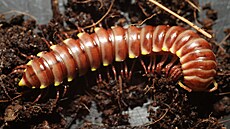 Okrajenka �lutoskvrnná, která byla p�ed lety objevena v olomoucké zoo.