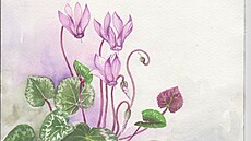 Cyclamen neboli brambo�ík. Jedna ze ztvárn�ných rostlin Podyjí.