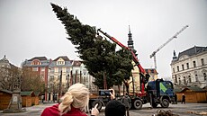 Letoní vánoní strom v Ostrav pochází od soukromého dárce. (23.11.2022)