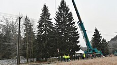 Vánoční strom pro Prahu pokáceli v Kytlici na Děčínsku. (20. listopadu 2022) | na serveru Lidovky.cz | aktuální zprávy