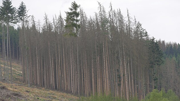 Přes milion kubíků dřeva vytěžil za prvních deset měsíců letošního roku ze svých porostů na Vysočině státní podnik Lesy České republiky.