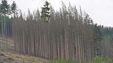 Přes milion kubíků dřeva vytěžil za prvních deset měsíců letošního roku ze...