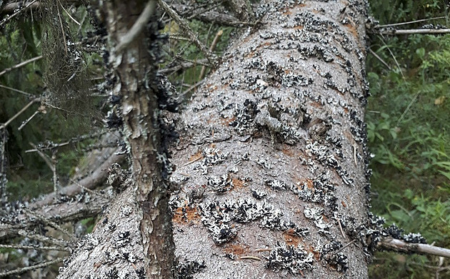 Kůrovcová kalamita v kraji ustoupila, prevence a zalesňování pokračují