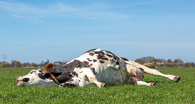 Převracení krav je mýtus, ne sport. Neproveditelné, dokládá věda