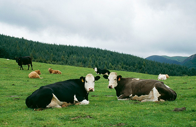 Stát se nebojí šílených krav, kontroly nucených porážek se omezí