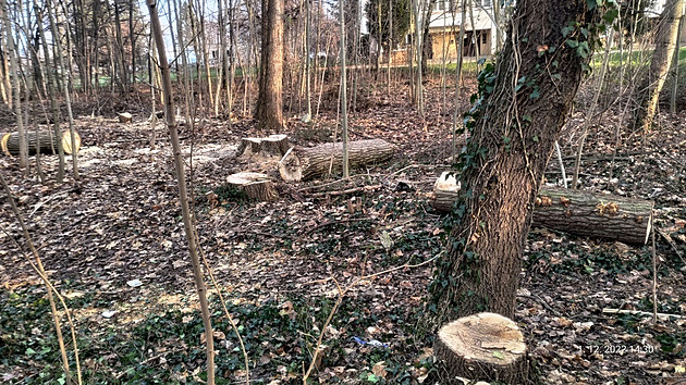 Pokácené stromy v paríku na Slezském Pedmstí v Hradci Králové. (1. prosince...