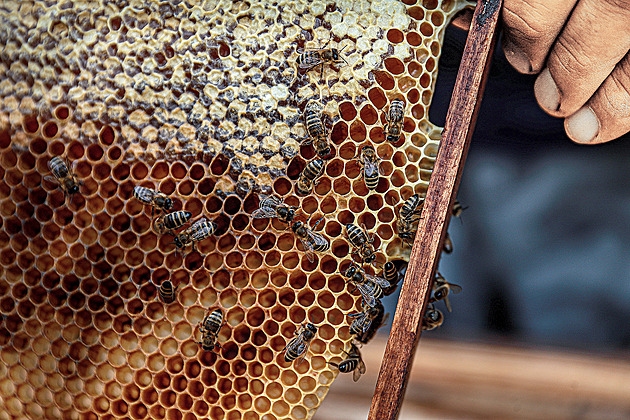 Svaz danění hobby odmítá, souhlasil by se snížením počtu včelstev bez daně