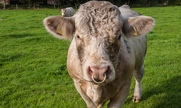 Být bio je teď drahé, stěžují si němečtí farmáři. Chtějí větší podporu