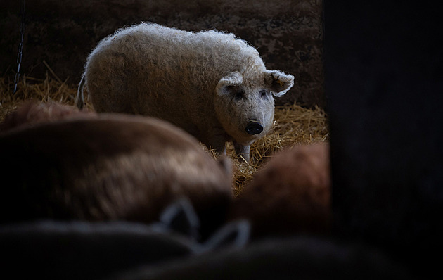 Maďarské ceny potravin se vymkly kontrole, trápí zákazníky i farmáře