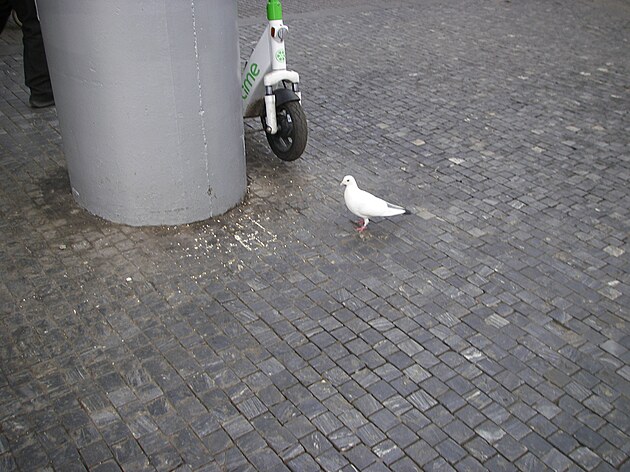 <p>Čím pojede do pohádky holubička za Popelkou, na koloběžce nebo tramvají?</p>