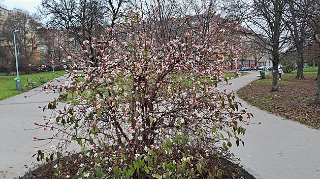 <p>V parčíku nedaleko stanice Vysočanská kvete kalina vonná - Viburnum farreri. Rozkvétá ještě před olistěním, v březnu až dubnu, někdy již v listopadu až prosinci. </p>