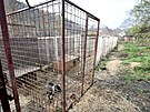 V klec�ch m� chovatel v Brn� zhruba t�ic�tku ps�. Na chov si st�uj� soused� z...