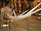 Kostra východoafrického stegosaurida druhu Kentrosaurus aethiopicus v...