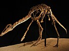 Kostry ornitomimid, jako byl i mongolský druh Anserimimus planinychus, byly...