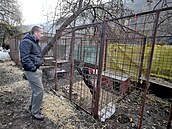 V klecích má chovatel v Brně zhruba třicítku psů. Na chov si stěžují sousedé z...