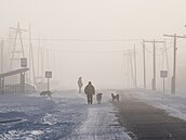 Muž obklopen toulavými psy nedaleko ruského Jakutska (27. listopadu 2018)