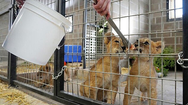 Čtyři lvíčata, která osiřela během války Ruska proti Ukrajině, dorazila bezpečně do útulku pro kočkovité šelmy v americkém státě Minnesota. (30. listopadu 2022)
